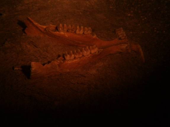 Mandíbula de tapir no Cenote Pet Cementery, em Tulum, no Yucatán, sul do México